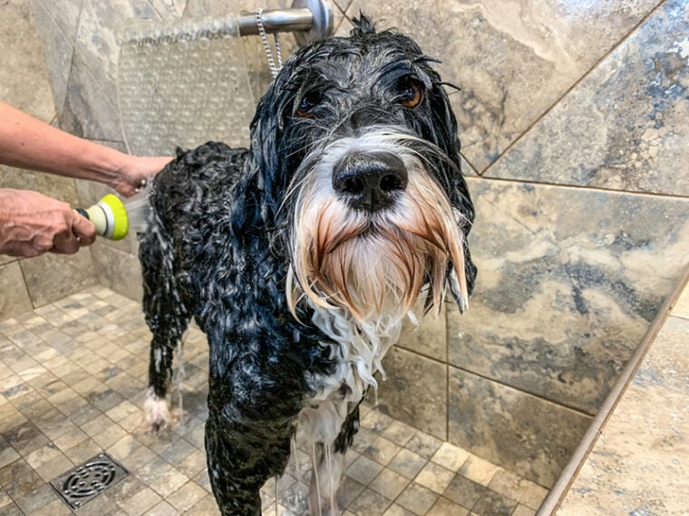 Portuguese Water Dog Grooming 10 Expert Tips Hepper Pet Resources