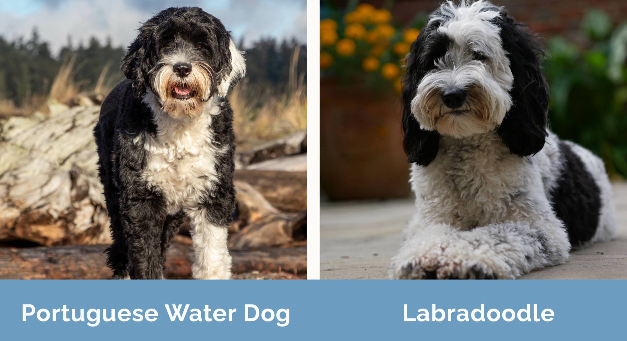 Portuguese Water Dog vs Labradoodle side by side