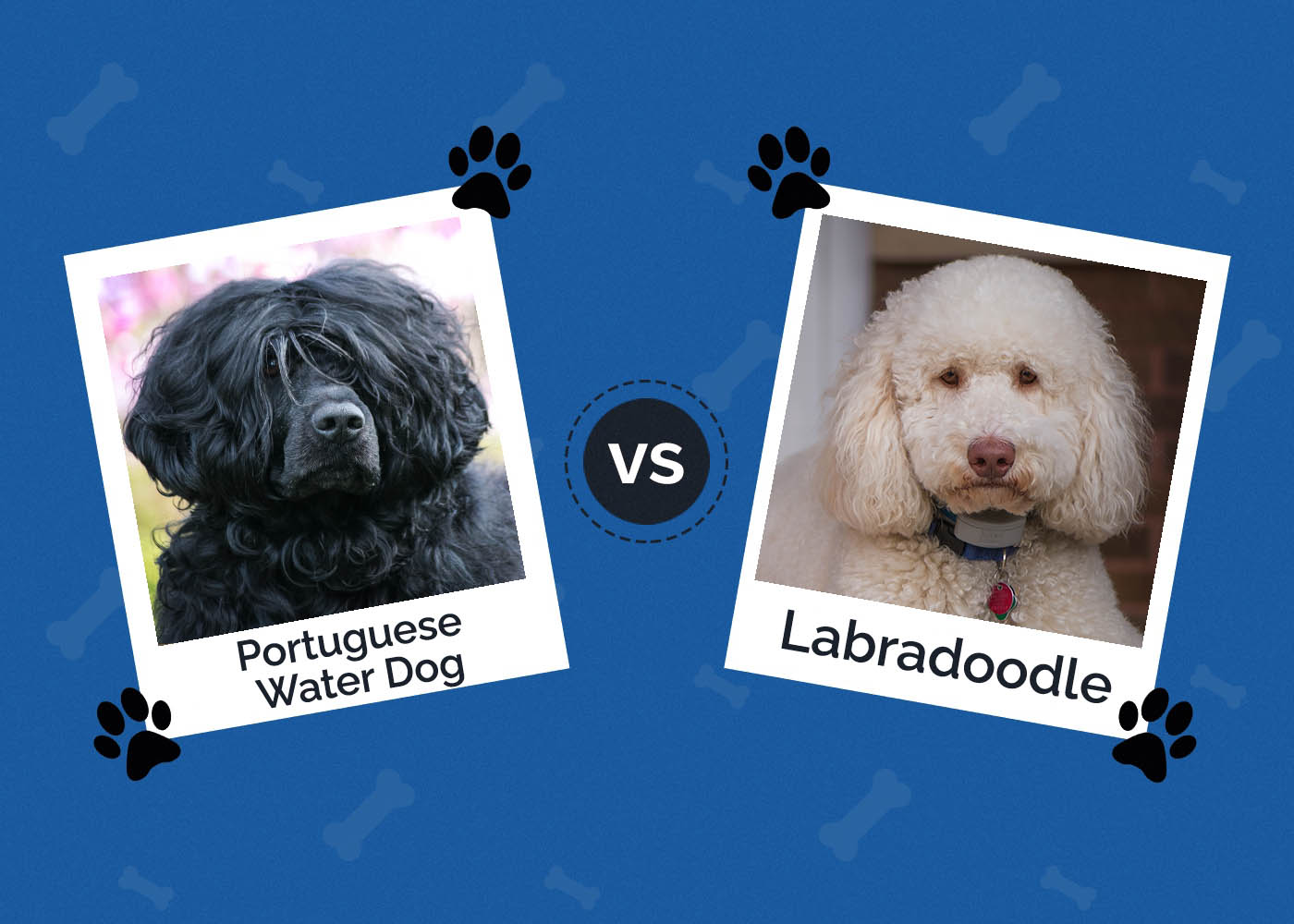 Portuguese Water Dog vs Labradoodle
