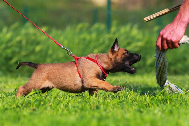 Puppy Belgian Malinois on dog training