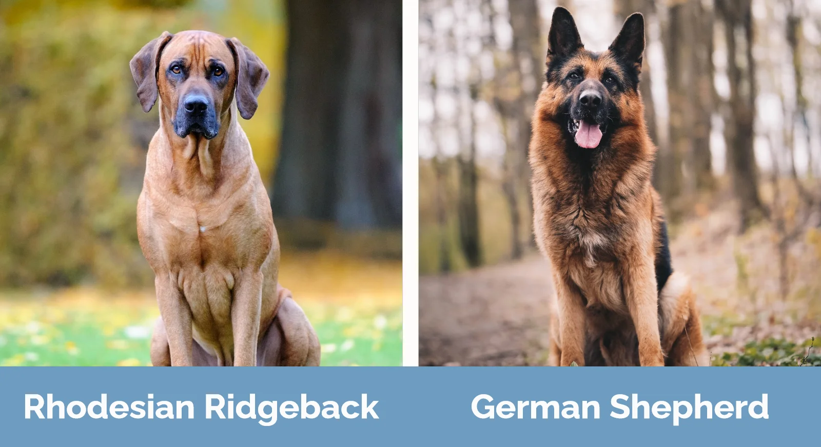 Rhodesian Ridgeback vs German Shepherd - Visual Differences