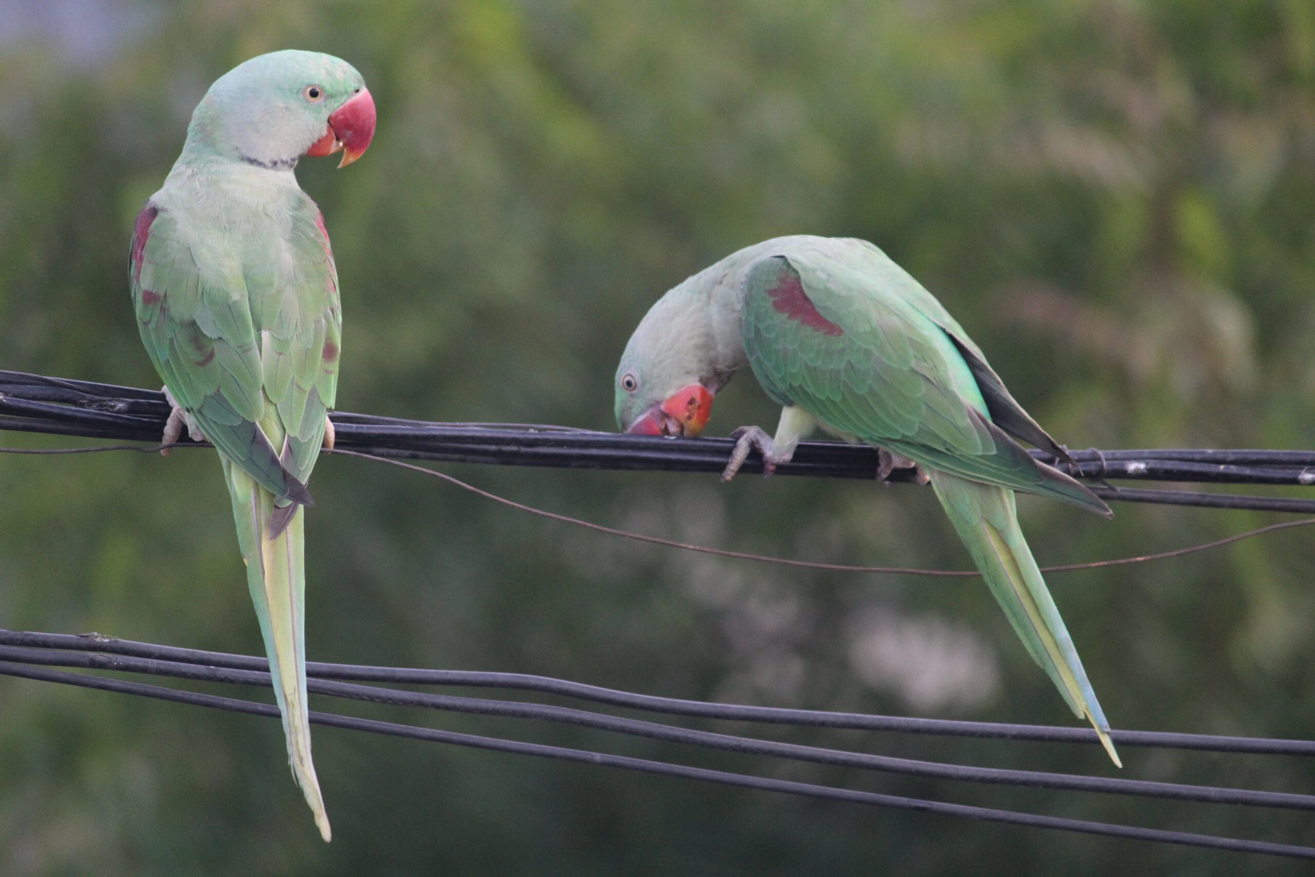 Ringneck Parakeet