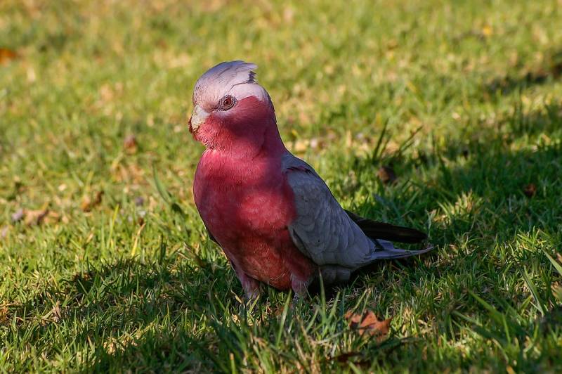 Rose-breasted Cockatoo