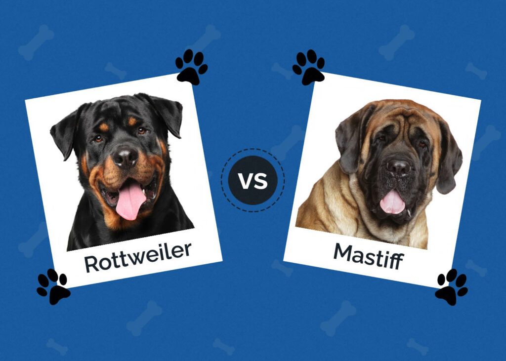 Rottweiler vs Mastiff