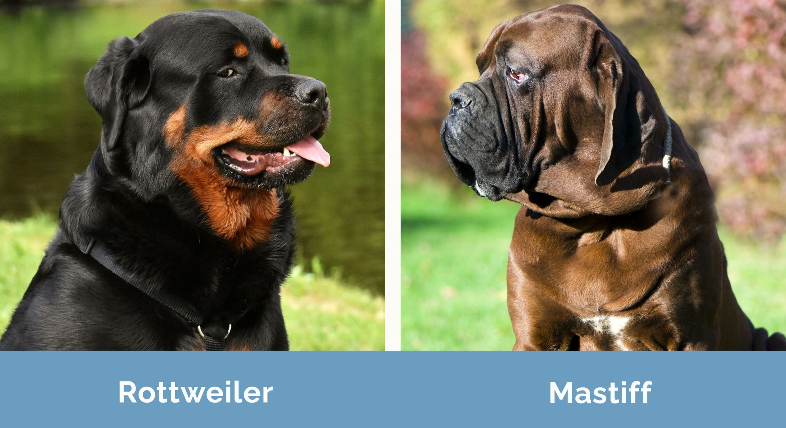 Rottweiler vs Mastiff side by side