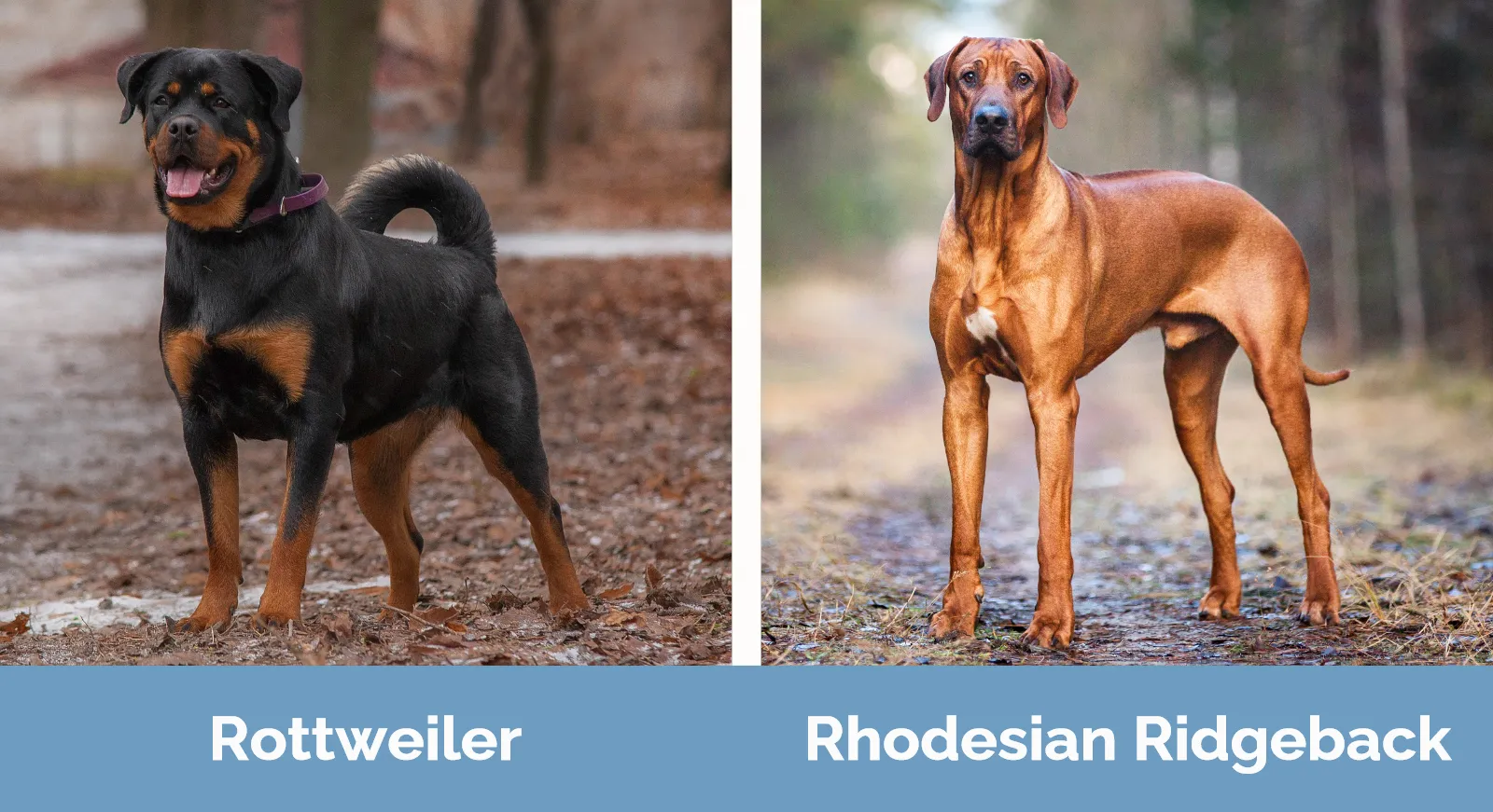 Rottweiler vs Rhodesian Ridgeback - Visual Differences