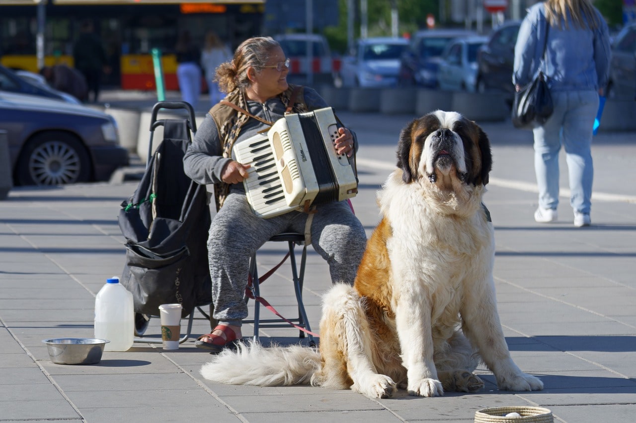 Saint Bernard sitting with musician