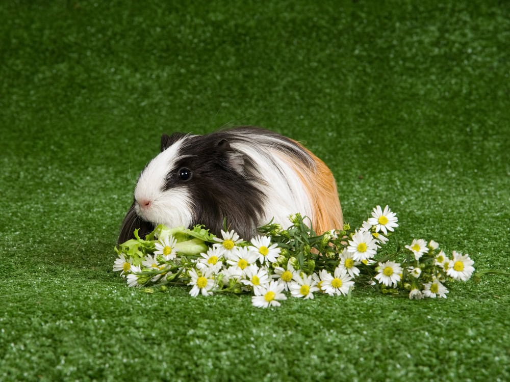 Silkie-guinea-pig-on-lawn