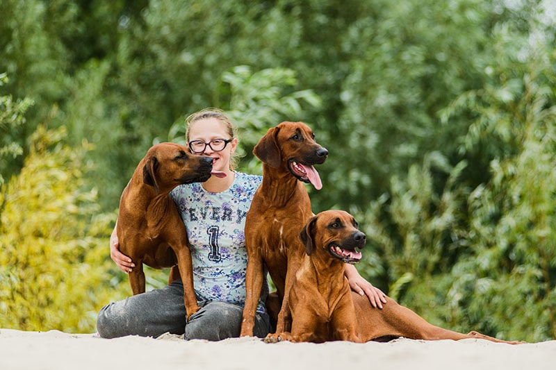 Smiling girl and three happy cheerful Rhodesian Ridgeback dog