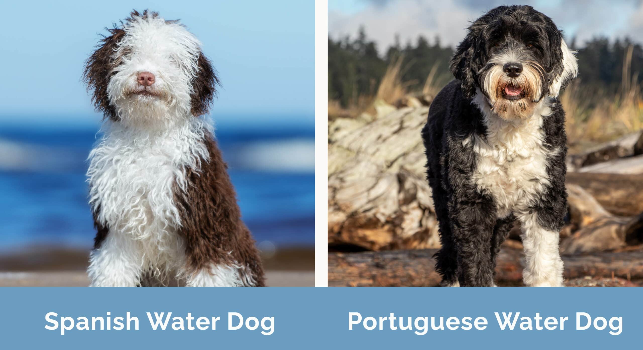 Spanish Water Dog vs Portuguese Water Dog side by side