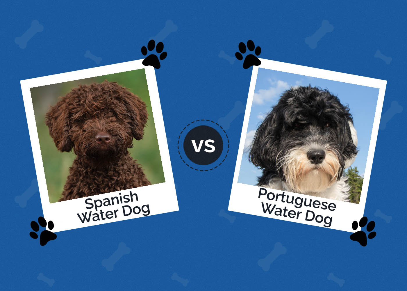 Spanish Water Dog vs Portuguese Water Dog