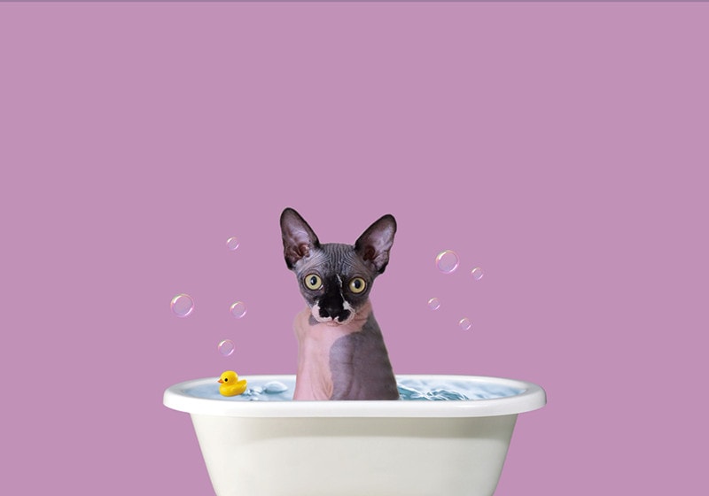 Sphynx Cat on Bathtub