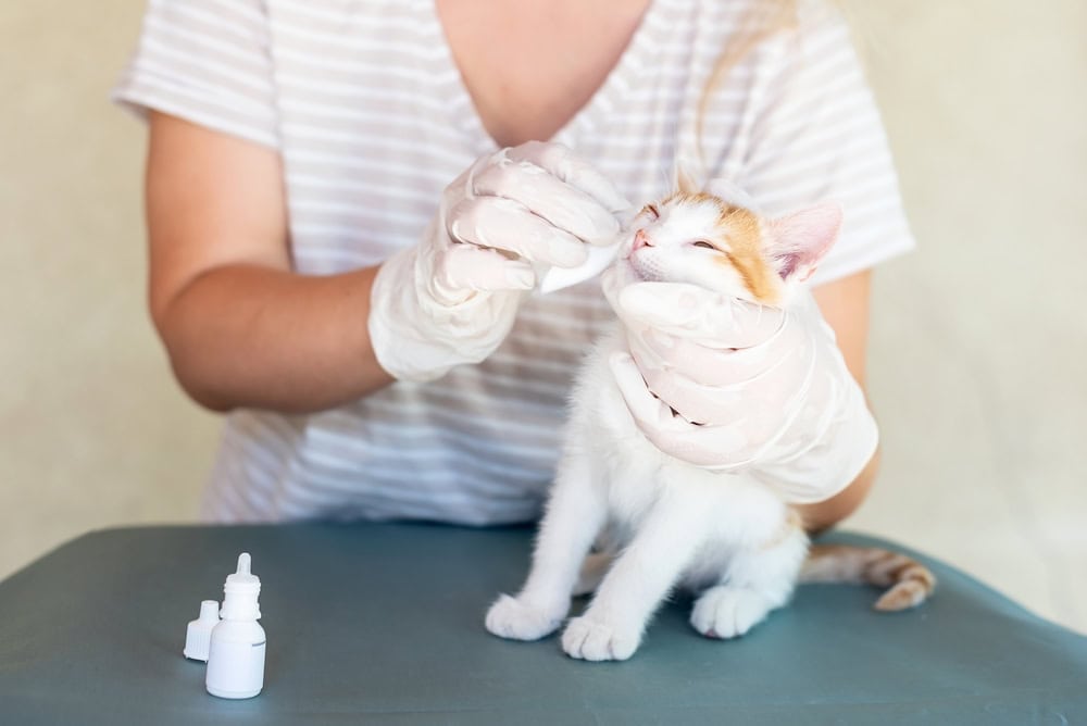 The process of instilling eye drops into the cat's eyes