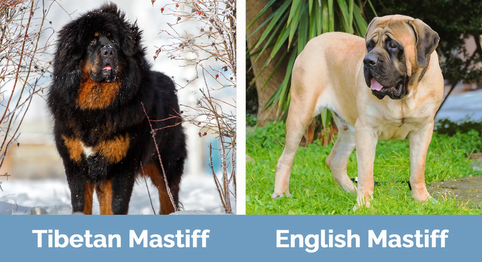 Tibetan Mastiff vs English Mastiff - Visual Differences
