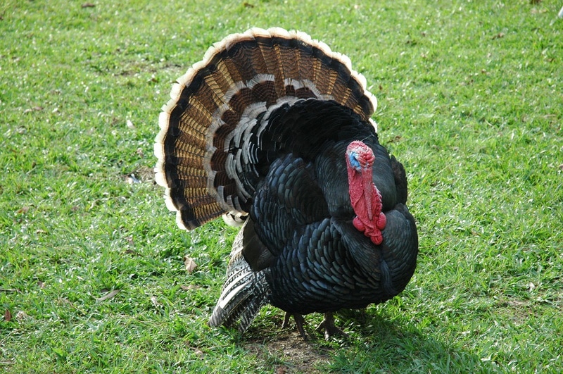 Turkey in the yard