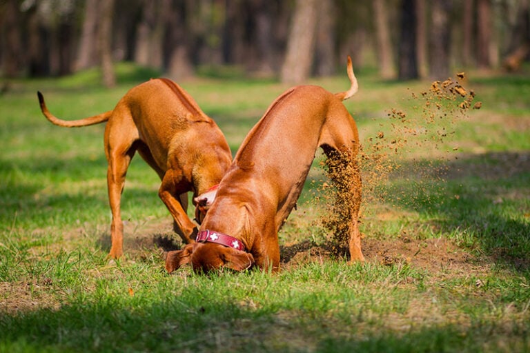 7 Rhodesian Ridgeback Pros & Cons: What to Know Before You Get One ...