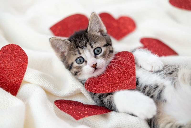 Valentines Cat