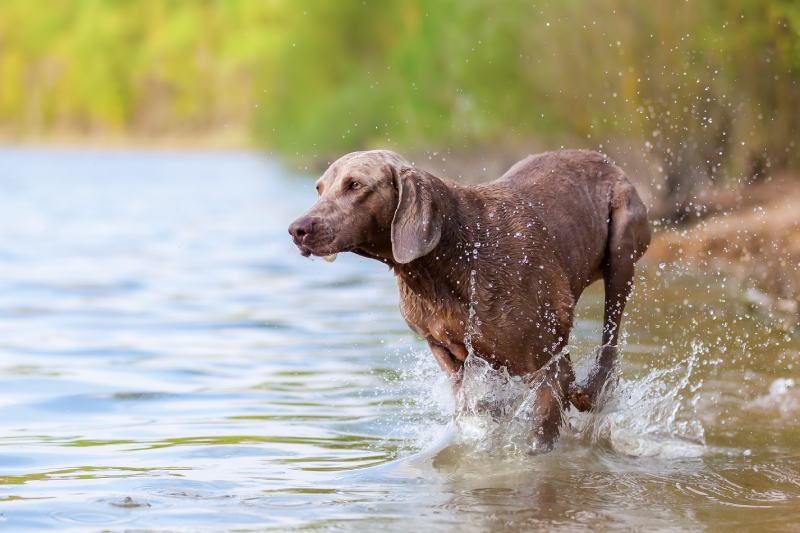 Weimaraner dog running in a lake