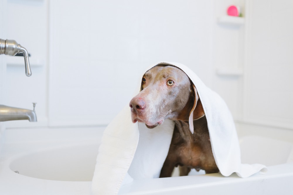 Weimaraner in the bath tub with towel over head