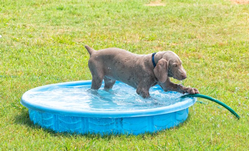 Weimaraner puppy in a plastic pool pawing at the water hose