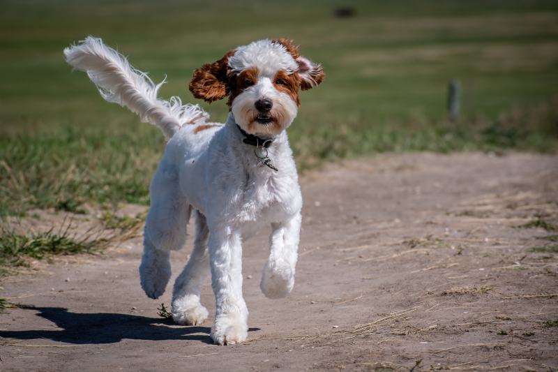 White and Brown Mini Australian Labradoodle