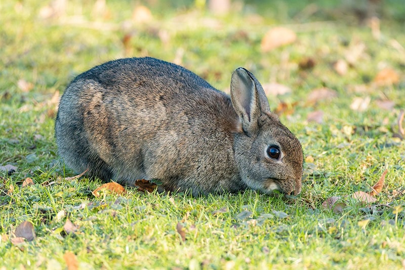 Wild Rabbit