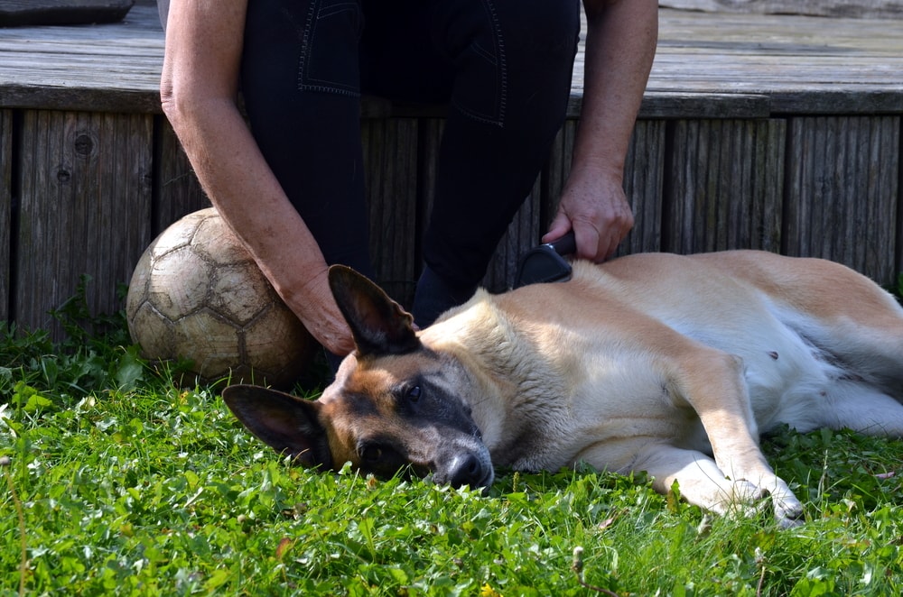 Woman brushes her Belgian Malinois dog