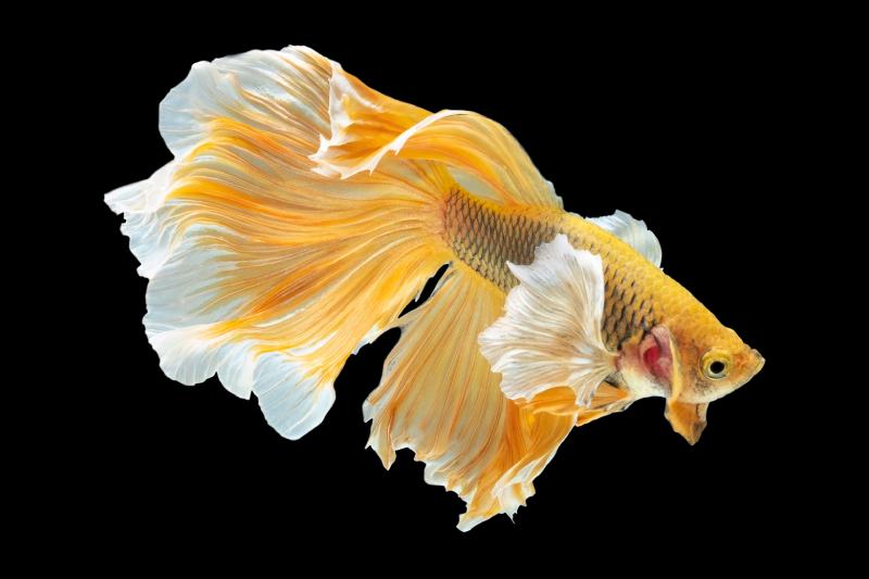 Yellow betta fish