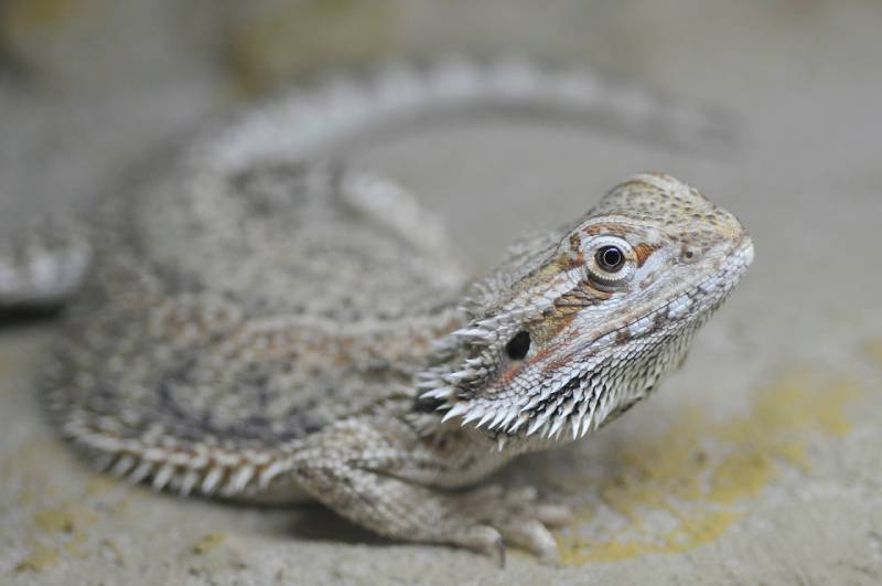 a bearded dragon on the ground