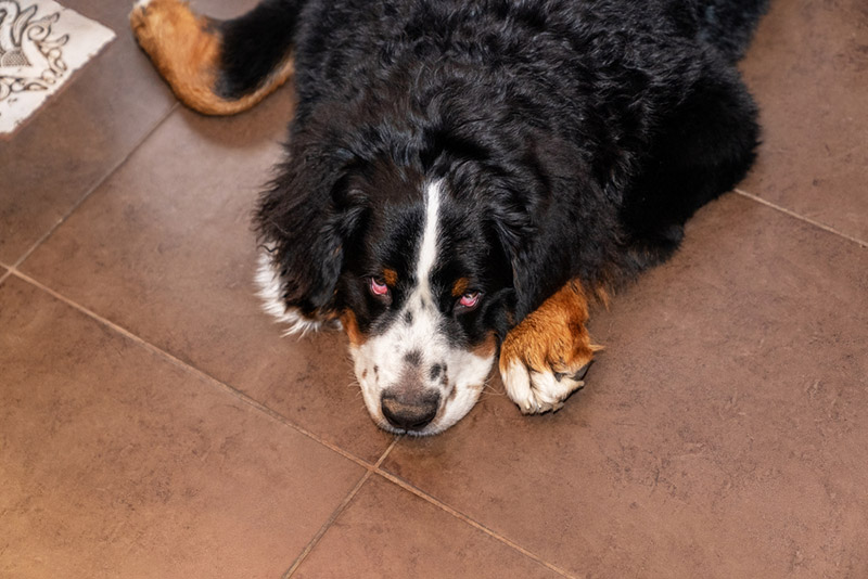 a bernese mountain dog puppy looking sick