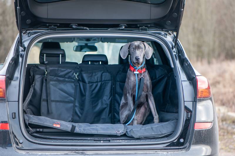 a blue weimaraner at the back of the car