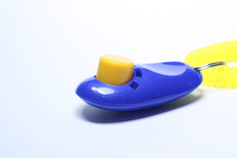 a clicker for animal training