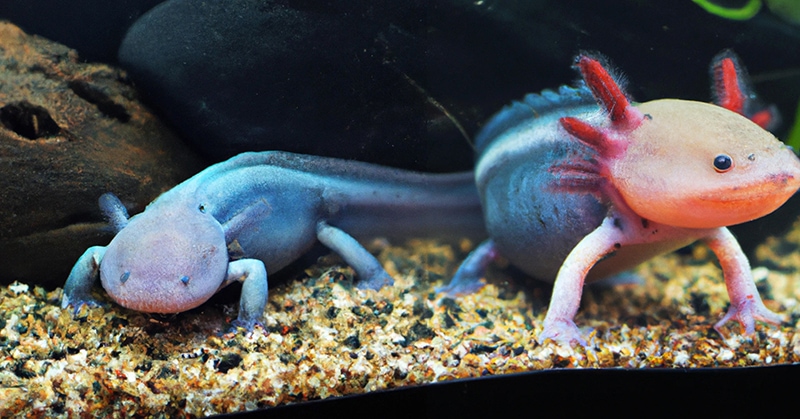 a couple of Axolotls in the aquarium