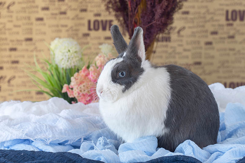 a Dutch rabbit