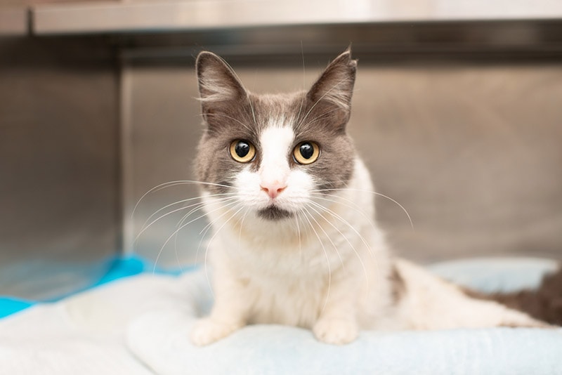 a paralyzed cat