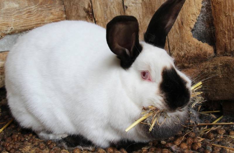 a pregnant rabbit eating hay