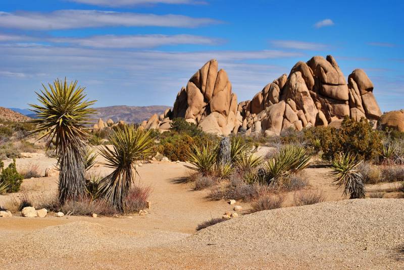 a sunny day in joshua tree national park