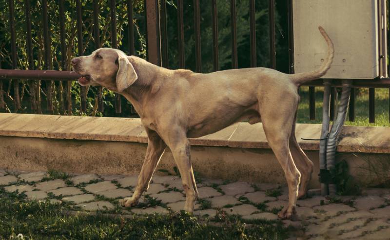a weimaraner dog barking outside