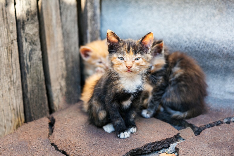 abandoned kittens in the street