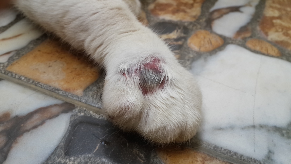 abscess on a cat's foot