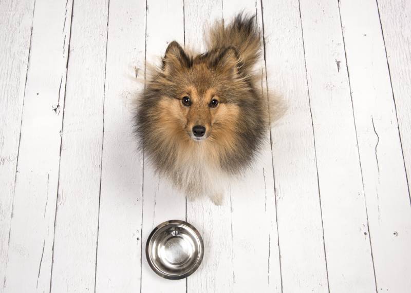 adult shetland sheepdog looking up on a white wooden planks floor with an empty feeding bowl in front of her