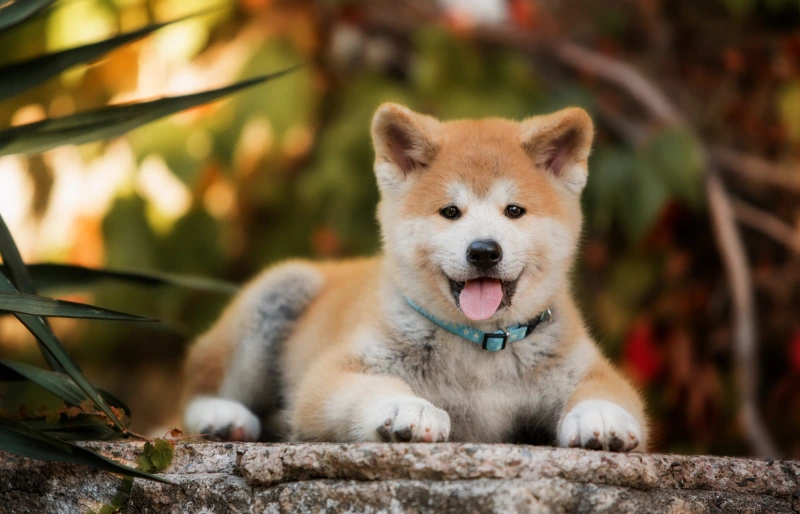 akita inu puppy outdoors