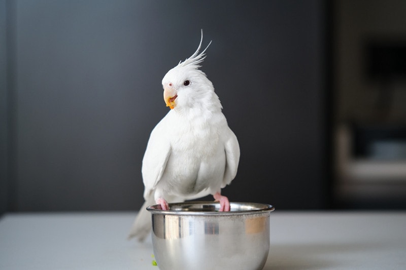 albino cockatiel eating vegetables