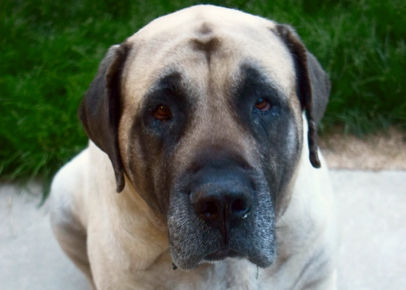 american mastiff dog looking up at the camera