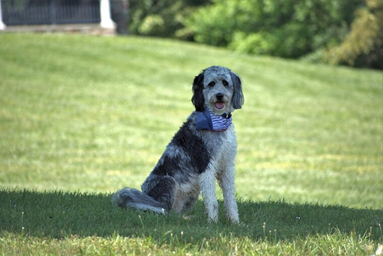 6 Aussiedoodle Colors, Patterns & Coat Types (With Pictures) | Hepper ...