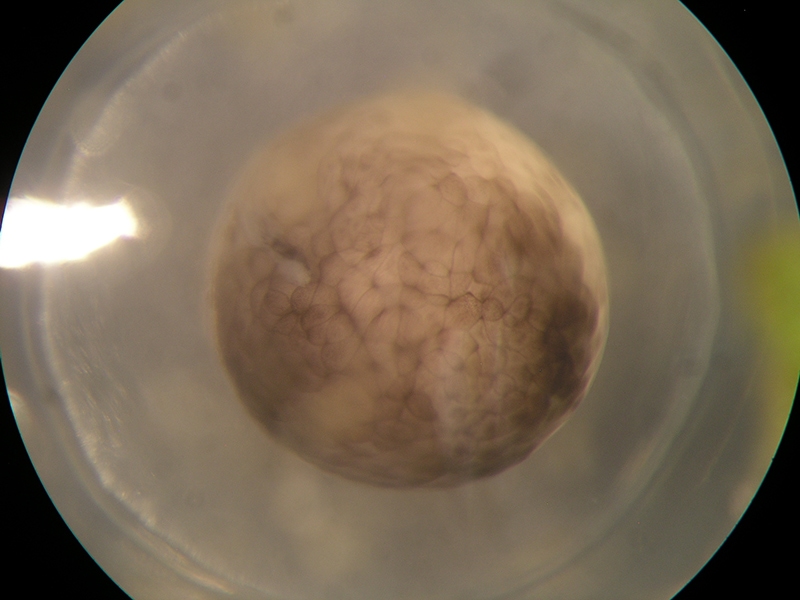 Axolotl egg