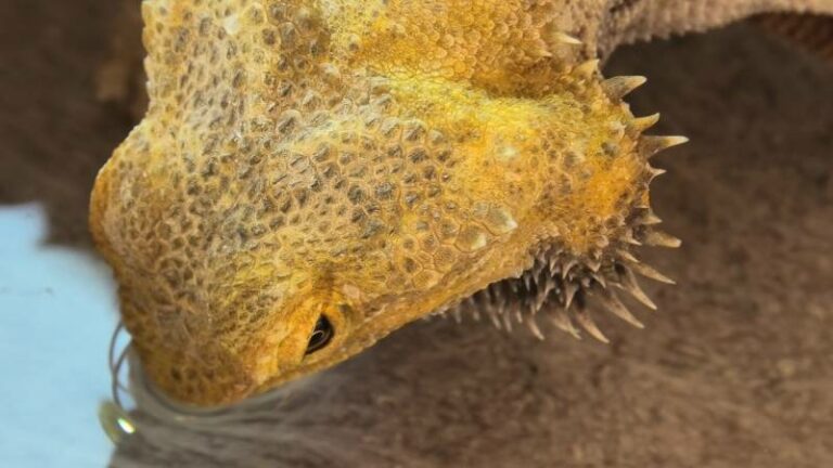Gallery Detail: What Do Bearded Dragons Eat In The Wild Vet Approved