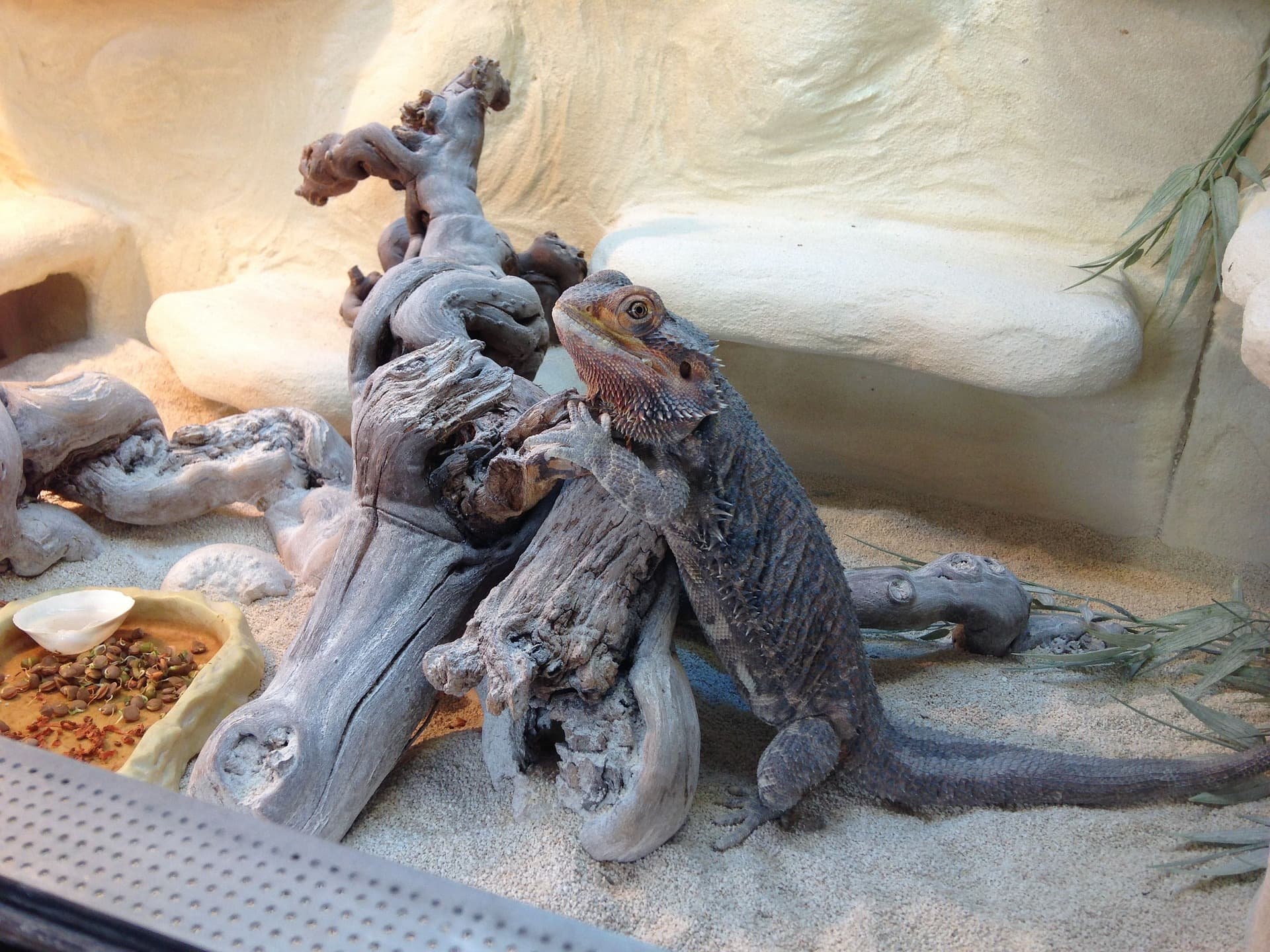 bearded dragon in terrarium