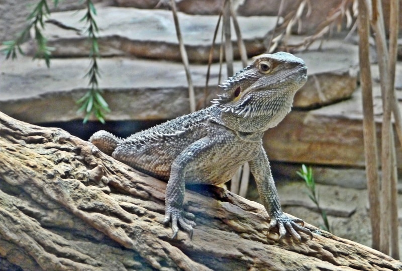 bearded dragon in the log