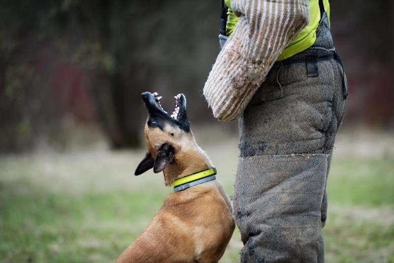 belgian malinois dog barks infront of owner